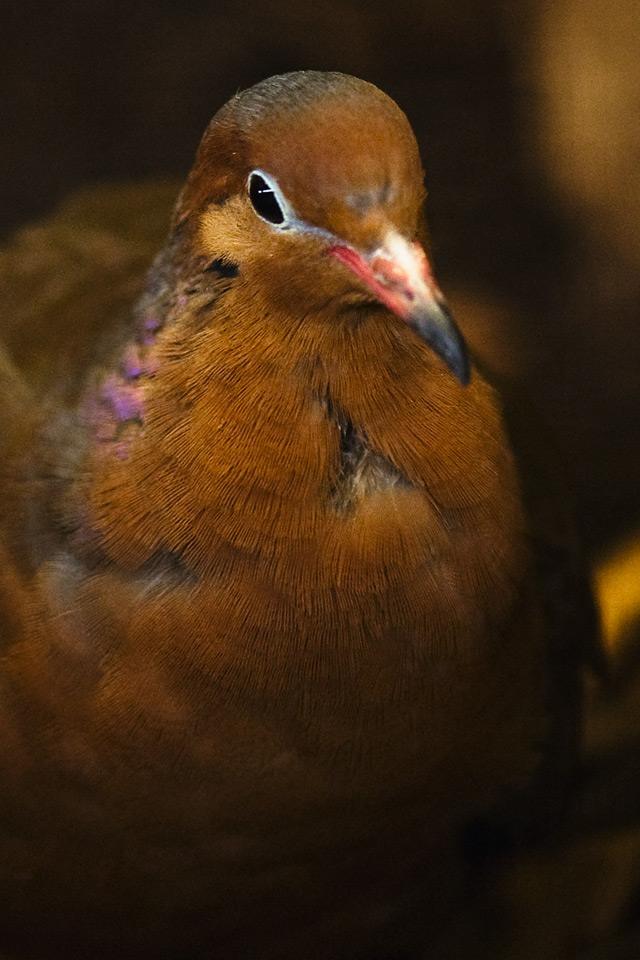 Socorro dove chick