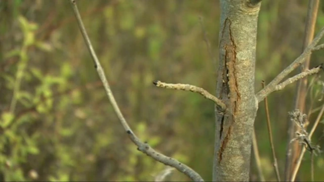 Dying ash tree