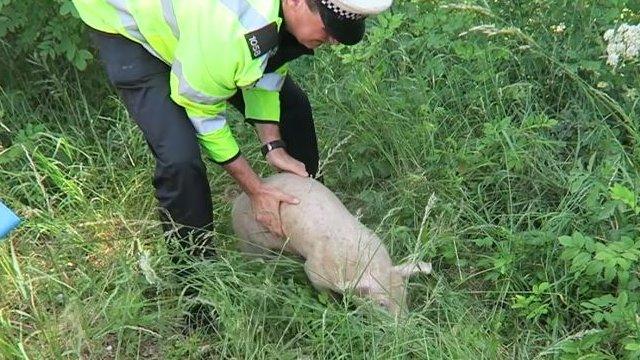 Policeman with pig