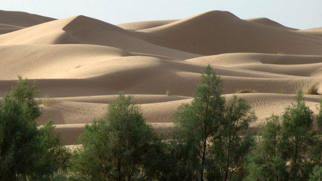 Trees growing near the Sahara desert