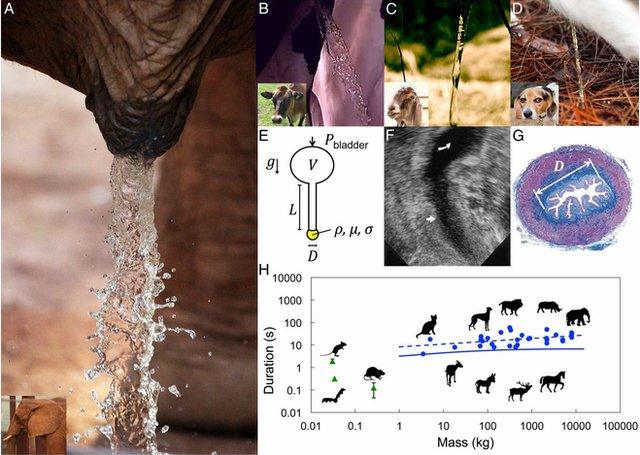 photos and diagrams of the urination experiments