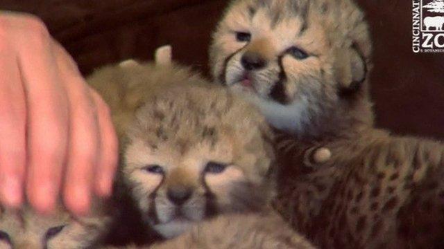 Cheetah cubs