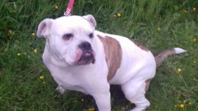 Dog found tied up behind Inverness supermarket