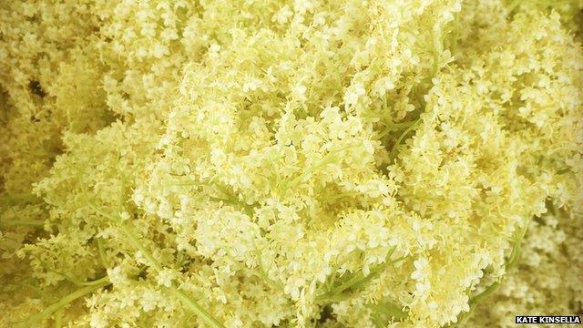 Close up of elderflowers