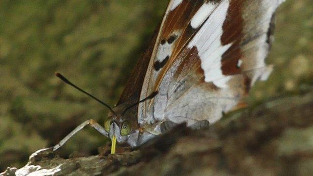 Purple Emperor