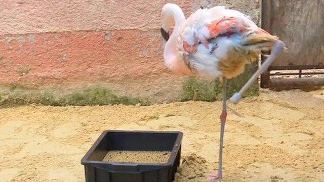 Flamingo with prosthetic leg