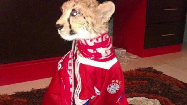 A pet cheetah dressed in a football jersey