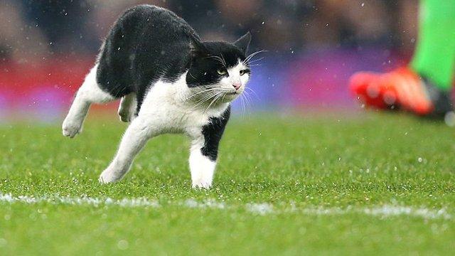 A cat on the pitch during the FA Cup third round match between Everton and Dagenham & Redbridge