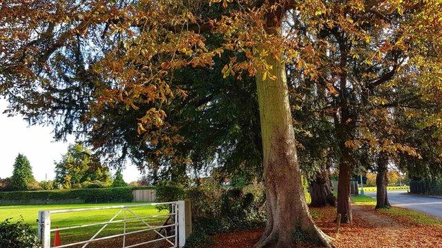 A tree in autumn by a white gate.