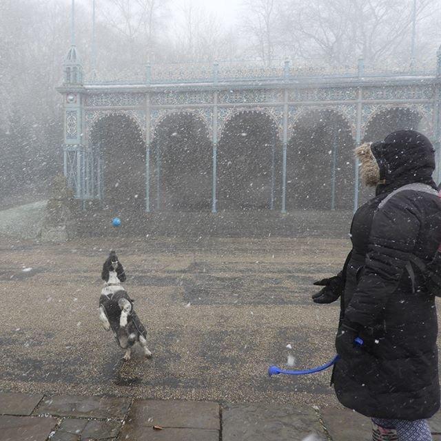 A dog in the snow