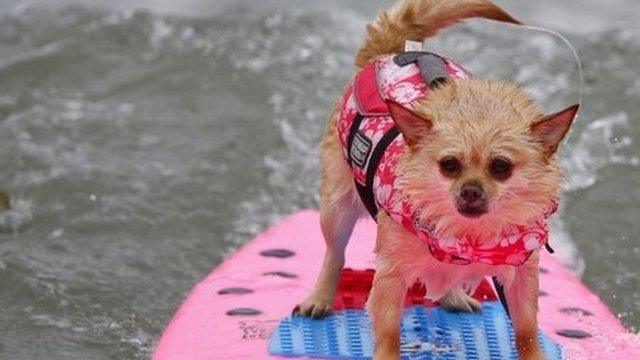 Dog surfing at competition in California