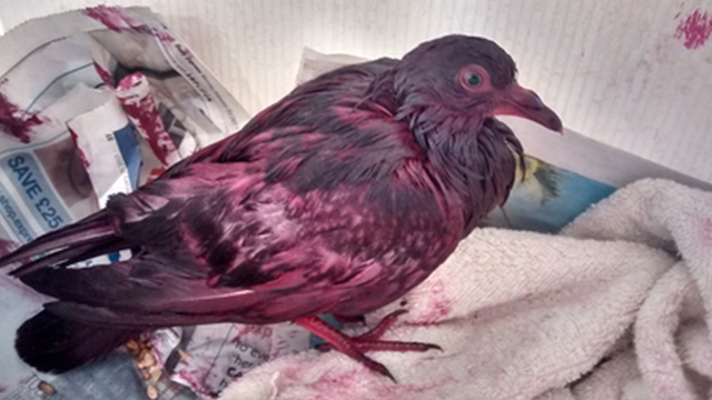 The pigeon was found covered in pink paint and is being cared for by the RSPCA.