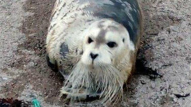 Bearded seal on Harris