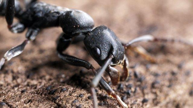 Ants can navigate using the sun