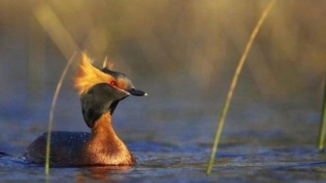 Grebe