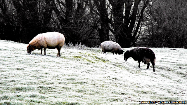 Sheep eating grass in cold conditions