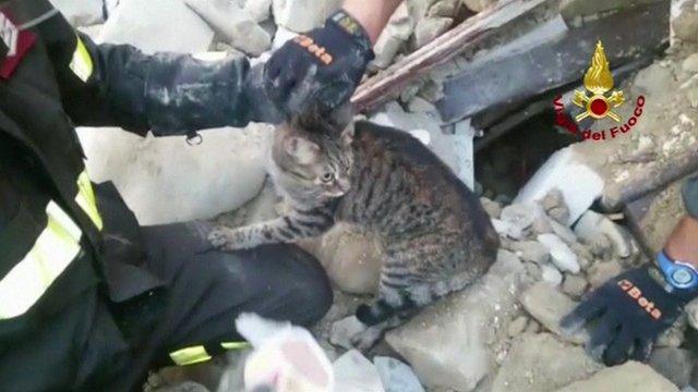 A cat has been rescued from the rubble of a house, 16 days after an earthquake hit the Italian city of Amatrice.