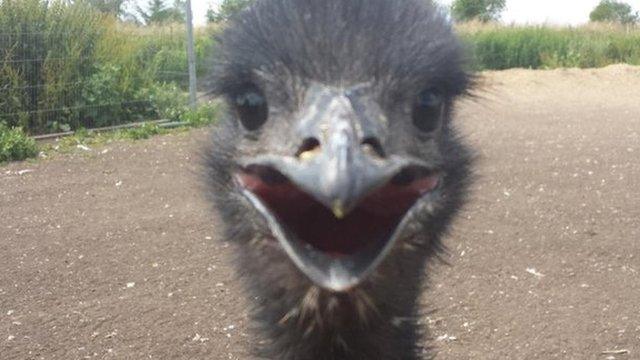 Missing Emu