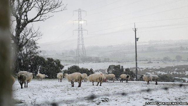 Sheep in a snow covered field