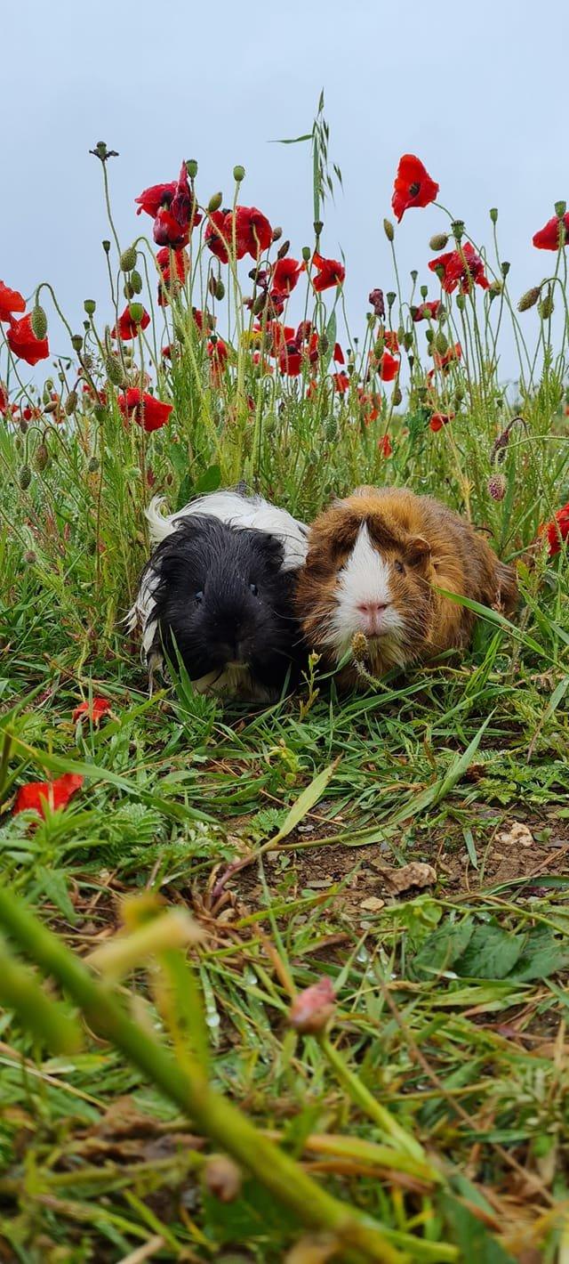 Guinea pigs and poppies