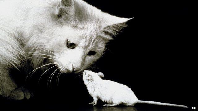 Cat and Mouse | Notepad Cat and Mouse | Notepad