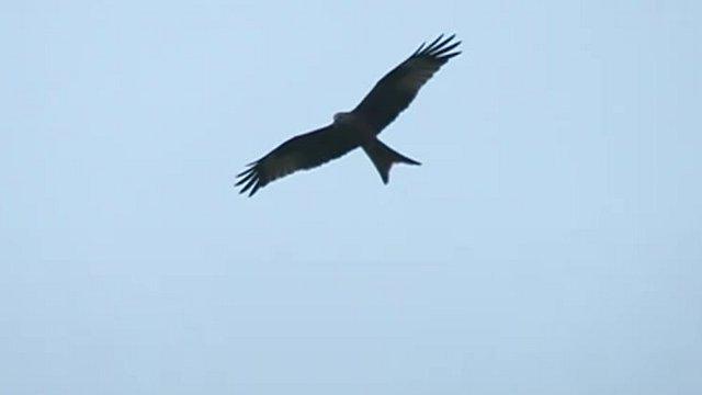 Red kite