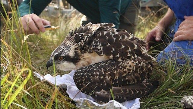 An Osprey stood on grass stares down the camera lens. It's stood on long-ish green grass. The Osprey is a mix of shades of brown. It's a sunny day.