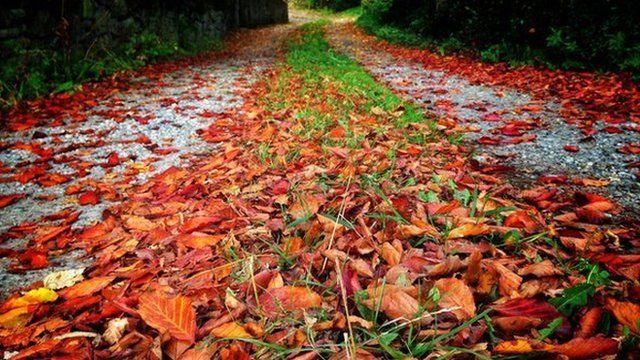 Red and orange leaves on a stony path