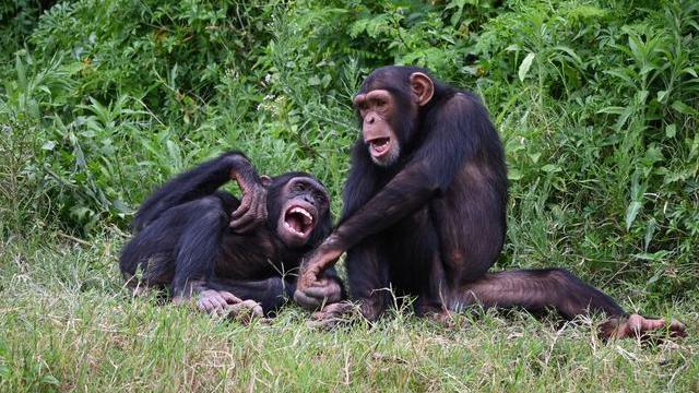Two chimpanzees sitting together - it looks like one is telling the other one a funny joke.