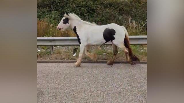 Horse on the loose