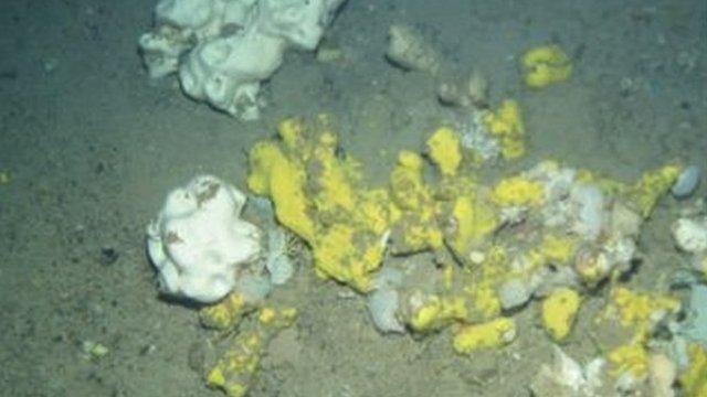 Sponges in the Faroe-Shetland Sponge Belt