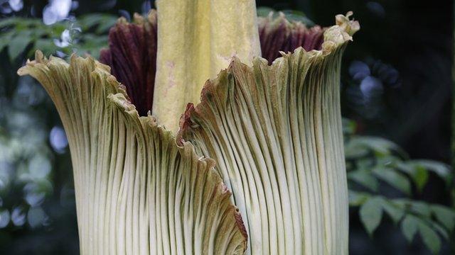 corpse flower