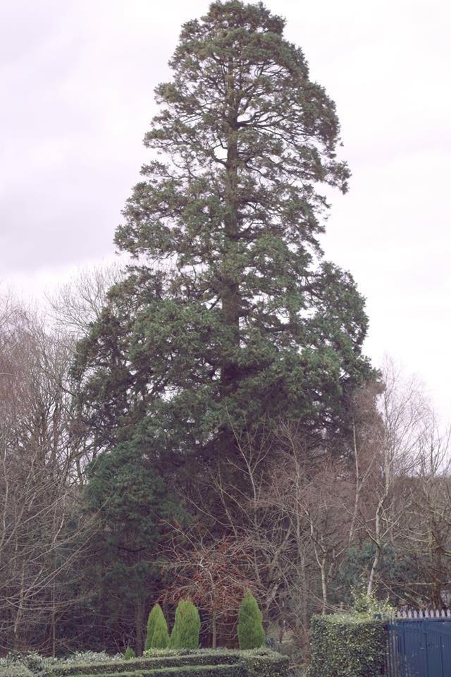 Cochwydden Fawr