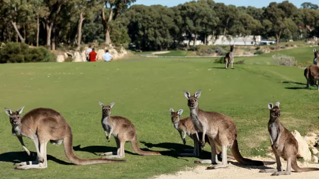A view of kangaroos on the golf course