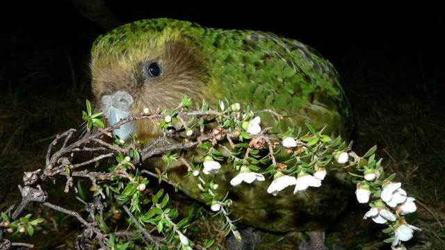 A large green parrot holding a branch