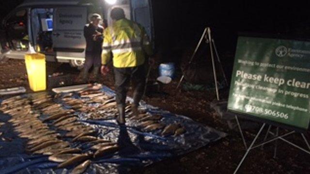 Dead fish recovered from the Gatwick Stream