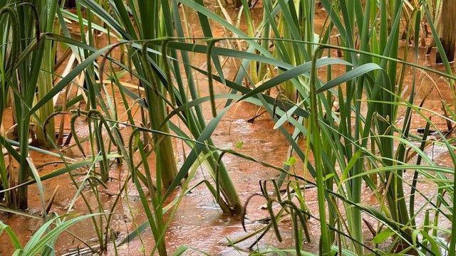 Green reeds are peeking out of water which is rust orange in colour