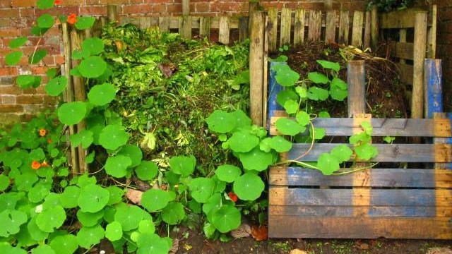 A home garden compost heap with plants growing around it
