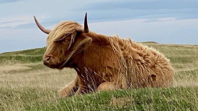 An orange Highland cow sitting on green grass with yellow sprigs of longer grass in the Highlands. The cow has long orange hair all over its body including a large section covering one of its eyes. The other eye is uncovered. It has a large horn on either side of its head. It is sitting down on the course with a grey sky above it and light poking through.