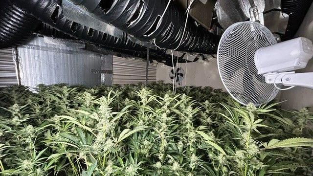 A room full of cannabis plants. Metal air conditioning pipes are attached to the ceiling and fans are installed on the walls.