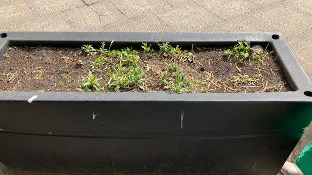 A close up of a flower bed which has had all its flower torn out. The soil is almost bare.