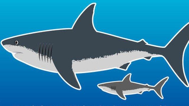 Size of a megalodon next to a great white shark