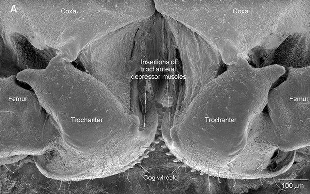 micrograph