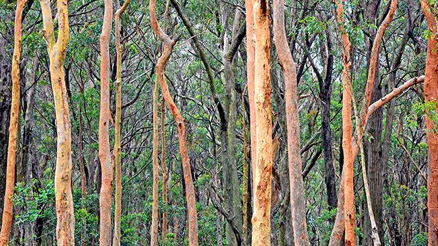 Eucalypt trees and shrubs