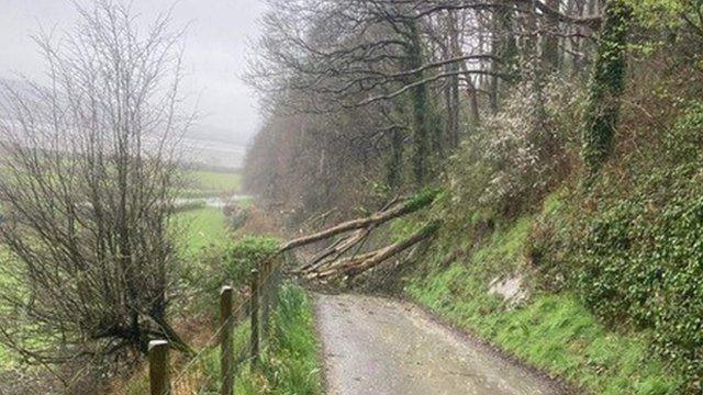 Fallen trees