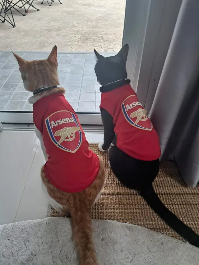 Two cats in Arsenal shirts 