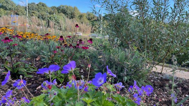 Various wild flowers. They are a mixture of yellow, pink and purple. 