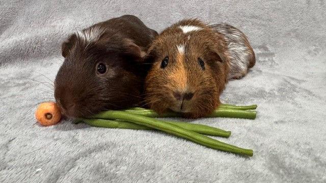 Two brown guinea pigs eating a carrot and asparagus beans. 