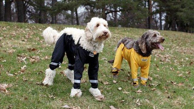 Dogs in trousers