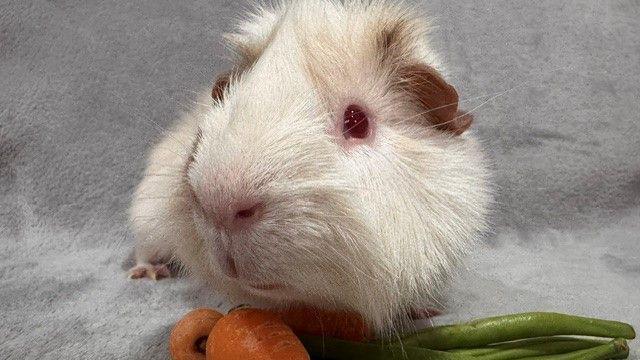 A white guinea pig is eating carrots and asparagus beans.